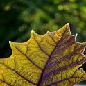 Solanum quitoense (4)